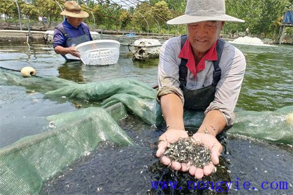 加州鱸魚夏花魚種飼養法