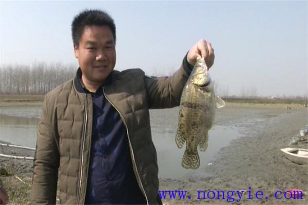 鱖魚的養殖前景如何