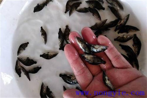 鱖魚苗怎么養