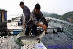 網箱養殖俄羅斯鱘魚的方法