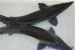 俄羅斯鱘魚常見病害有哪些，如何防治？