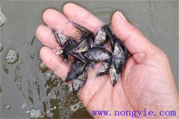如何選購優良鱖魚苗種