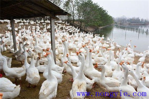 養鵝需要什么場地