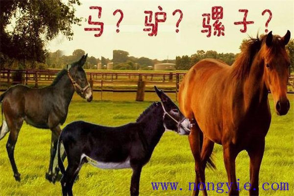 騾子和驢的區別在哪里