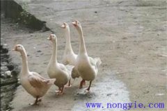 母鵝拔毛注意事項 母鵝拔毛后幾天能下蛋？