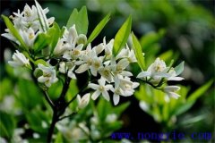 柑橘花期是什么時候，如何管理、用什么農藥