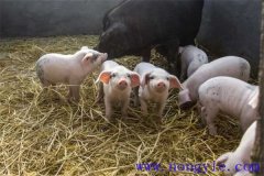 剛出生仔豬怎么養？哺乳仔豬飼養管理要點