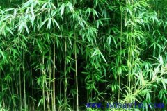 茶稈竹的形態特征及主要用途