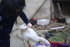 家里怎樣殺鵝，殺鵝怎么拔毛最快干凈？