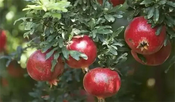 石榴優良新品種引種程序