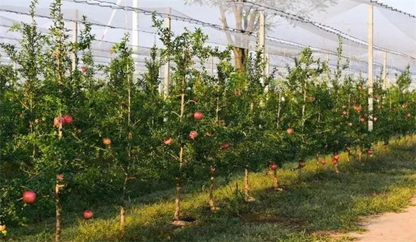 以早熟為目的的發展思路
