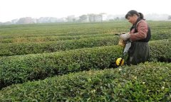 如何做好修剪后的茶園管理？