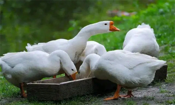 怎樣養鵝