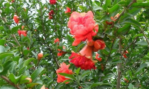 石榴的開花規律與花期管理