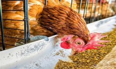 雞浪費飼料？告訴你養雞省料的小竅門