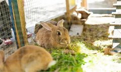 兔子喂草有哪“三注意” 養兔飼料有哪些來源
