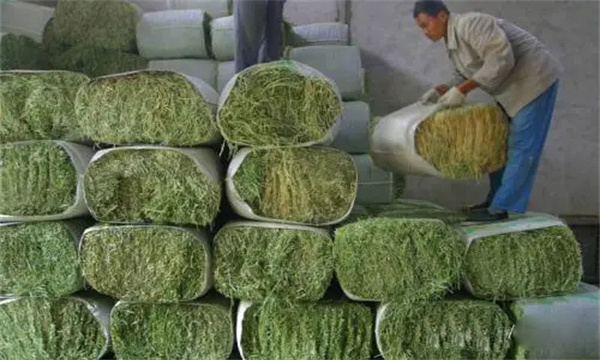 養兔廉價飼料有哪些來源