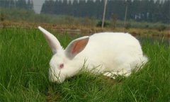 肉兔飼料的來源有哪些？肉兔高效飼料推薦配方