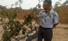 花椒栽培方式有哪幾種？