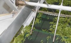 毛尖茶機械制作的具體步驟和方法是什么？