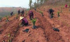 改造低產茶園主要有哪些技術措施？