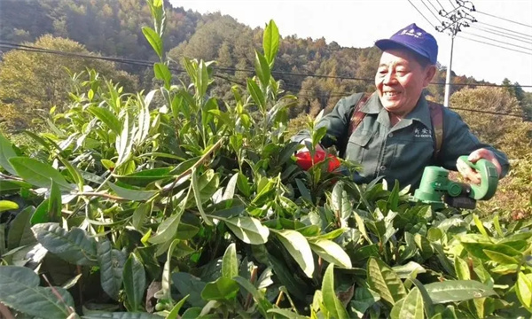 改造樹冠，更新復壯