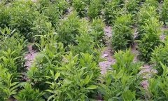 蒼術需要怎樣的環境條件？蒼術的生長周期簡介