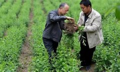 蒼術軟腐病發病癥狀、發病規律和防治方法
