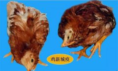 雞呼吸道疾病有哪些，防治治療的重點是什么？