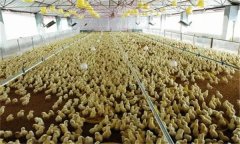 雛雞育雛舍通風換氣須注意什么？