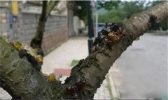 花椒樹流膠病用什么藥防治，如何預防？