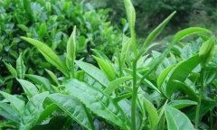什么叫做采摘周期，什么時間采摘茶葉為宜？