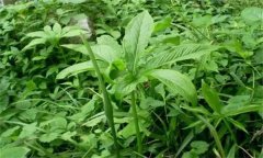 半夏的主要病害有哪些？應如何防治？
