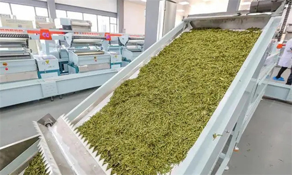 扁形名優綠茶機械加工
