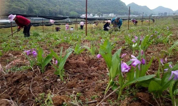 白芨栽培技術