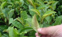 茶橙癭螨為害癥狀，如何防治茶橙癭螨為害？