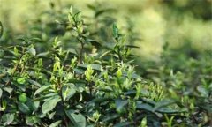 如何對茶樹越冬休眠期病蟲害進行綠色防控？