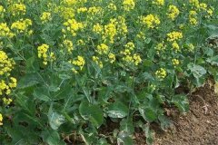 什么是“雙低”油菜，是指什么雙低？