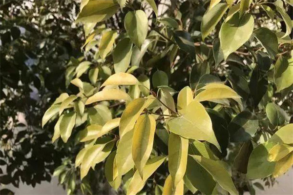 香樟刷白后葉子發黃原因