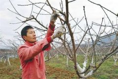 油桃樹如何通過修剪實現早產、豐產？