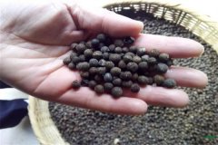 香樟樹種子可以育苗嗎？香樟苗怎么栽植養護？