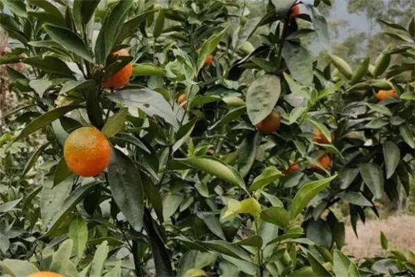 柑橘發生嚴重落果時如何補救