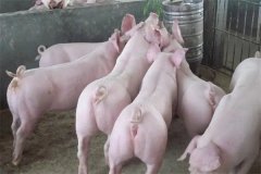 什么是商品豬？什么是肉脂型、瘦肉型豬？