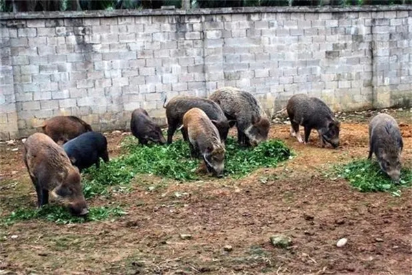 飼養野豬要注意哪些問題