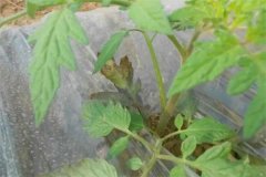 番茄早疫病和晚疫病的癥狀有什么區別？