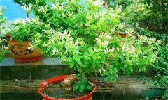 金銀花的修剪方法，如何修枝整形？