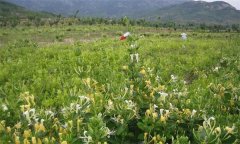 金銀花的產地有哪些？金銀花的功效與主治作用