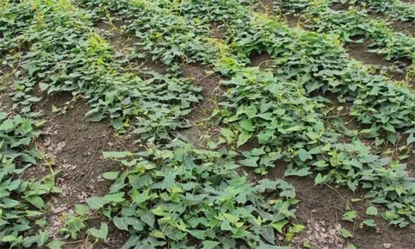 何首烏的形態特征