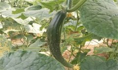 種植黃瓜為什么會出現畸形瓜？
