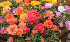 讓夏季花卉開得更好的方法，夏季養花注意事項